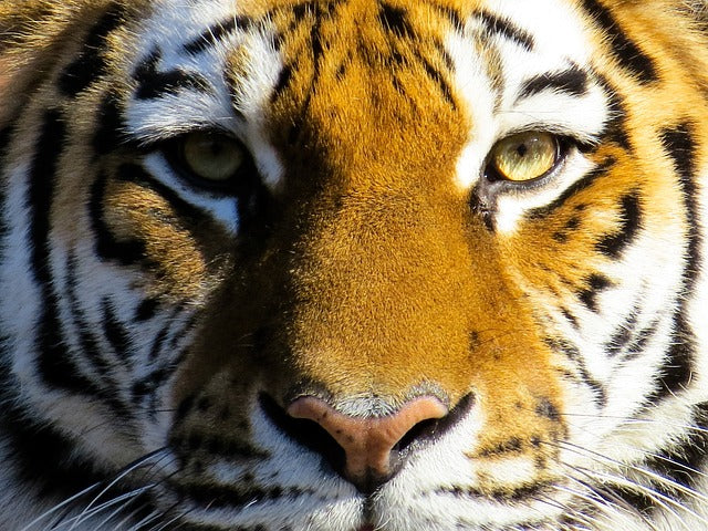 Tigers Eye Meaning